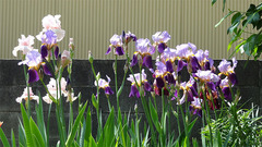 DSC00691のコピー.jpg